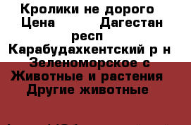 Кролики не дорого › Цена ­ 500 - Дагестан респ., Карабудахкентский р-н, Зеленоморское с. Животные и растения » Другие животные   